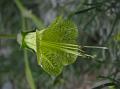 Himalayan Green Funnel